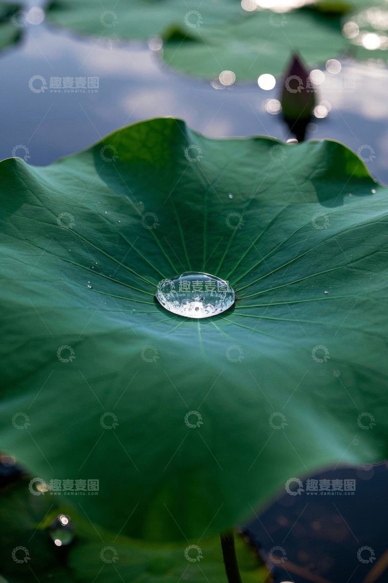 高清大图下载【趣麦麦图】荷叶上的水珠特写