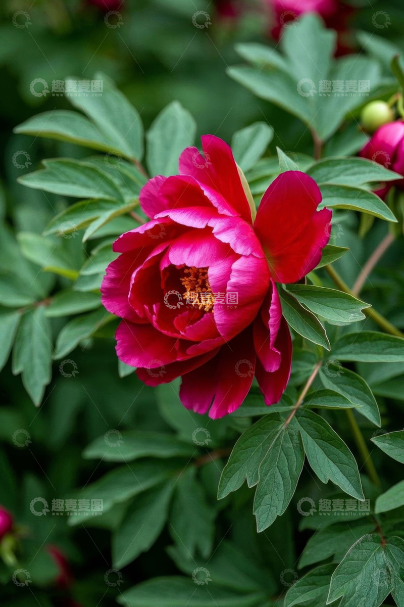 高清大图下载【趣麦麦图】盛开的红色牡丹花特写