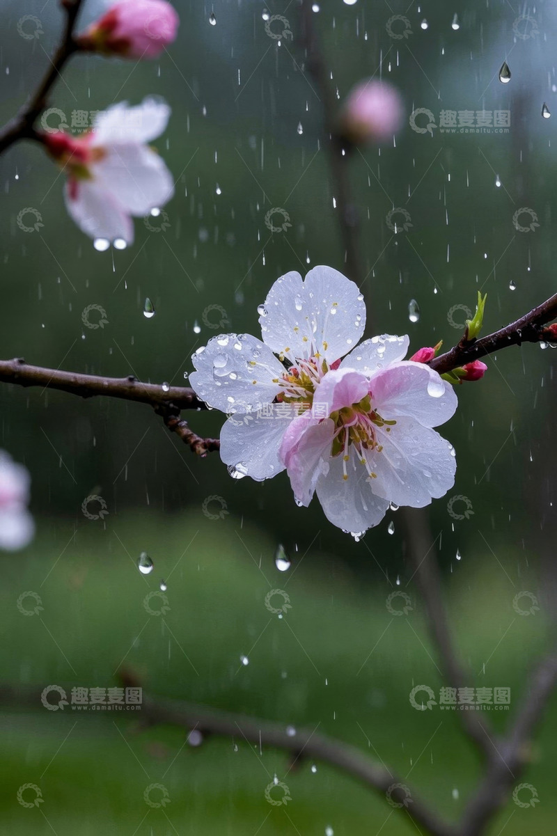 高清大图下载【趣麦麦图】雨中绽放的粉色花朵