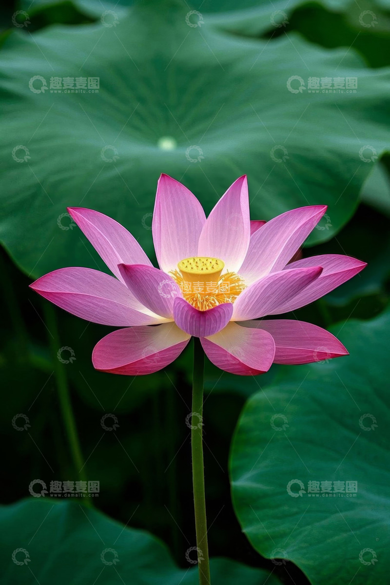 高清大图下载【趣麦麦图】盛开的粉色荷花特写