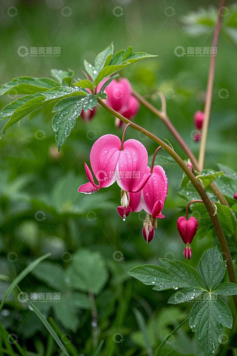 高清大图下载【趣麦麦图】荷包牡丹花微距特写