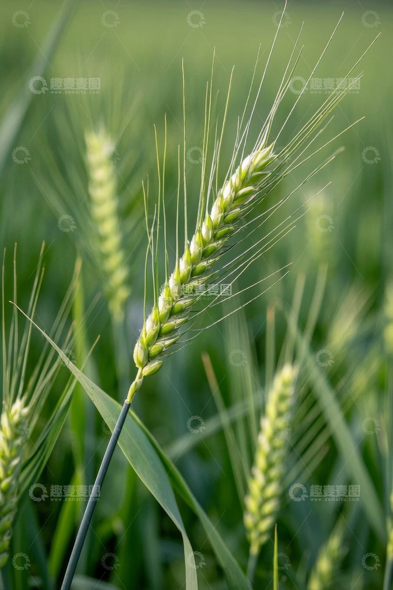 高清大图下载【趣麦麦图】特写绿色小麦植株