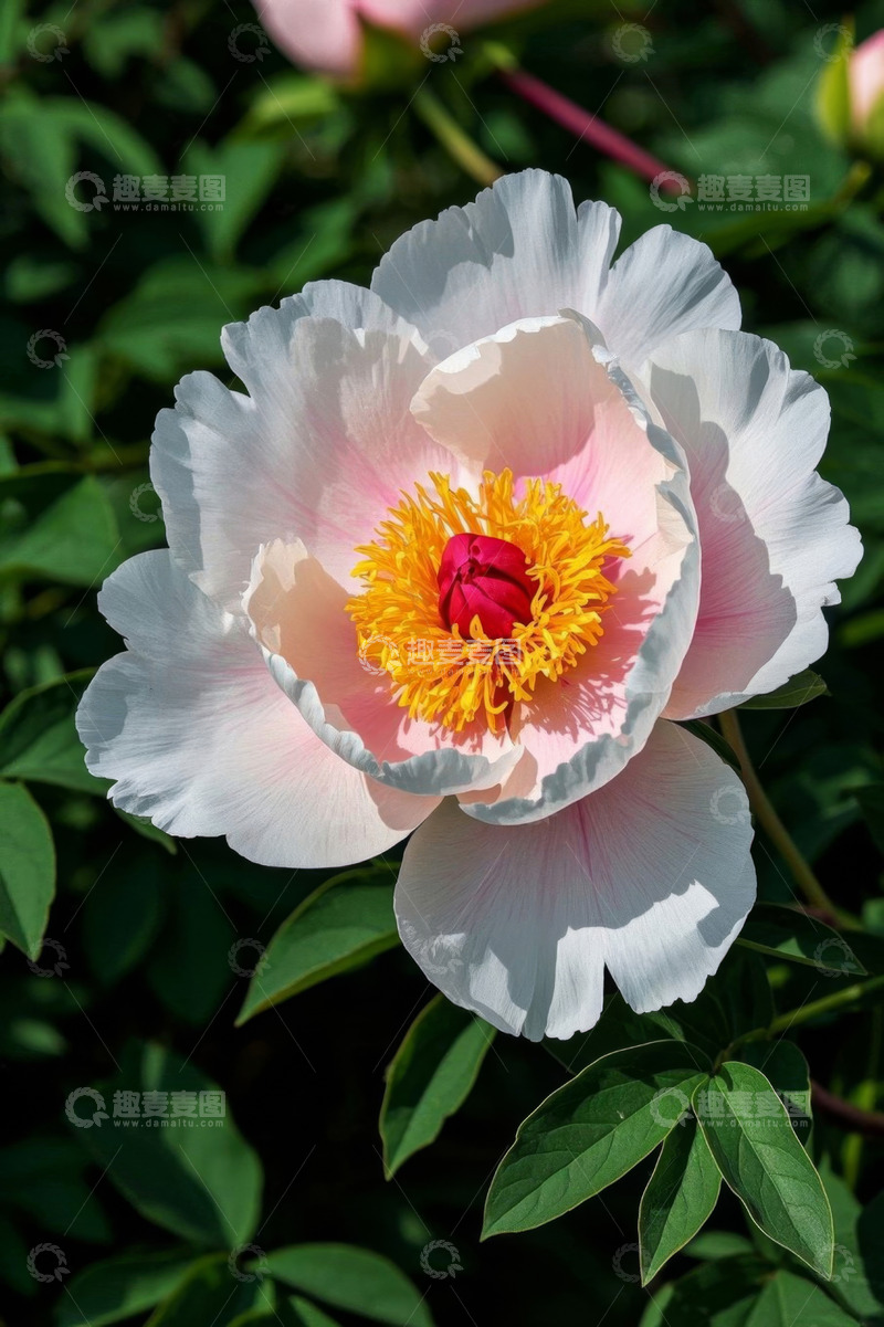 高清大图下载【趣麦麦图】盛开的粉色牡丹花特写