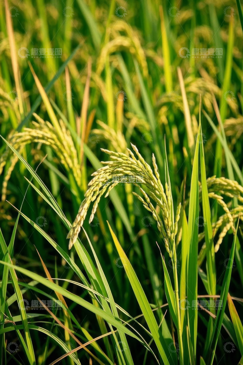 高清大图下载【趣麦麦图】成熟的稻田稻谷特写
