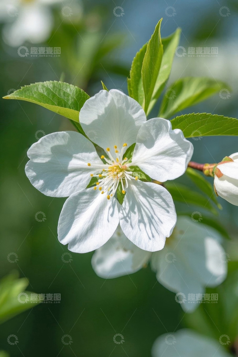 高清大图下载【趣麦麦图】白色花朵特写