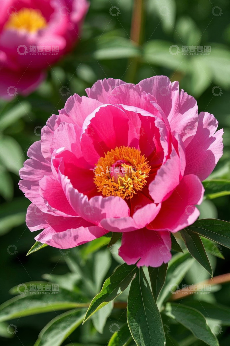 高清大图下载【趣麦麦图】盛开的粉色牡丹花特写