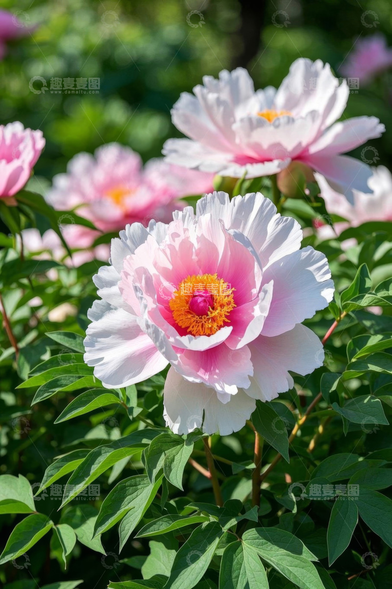 高清大图下载【趣麦麦图】盛开的粉色牡丹花特写