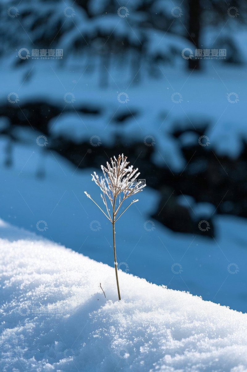 高清大图下载【趣麦麦图】雪地中独立的植物