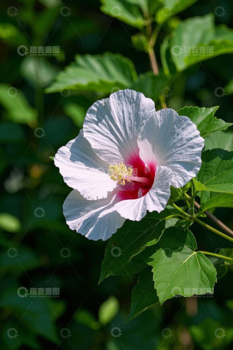 高清大图下载【趣麦麦图】白色木槿花特写