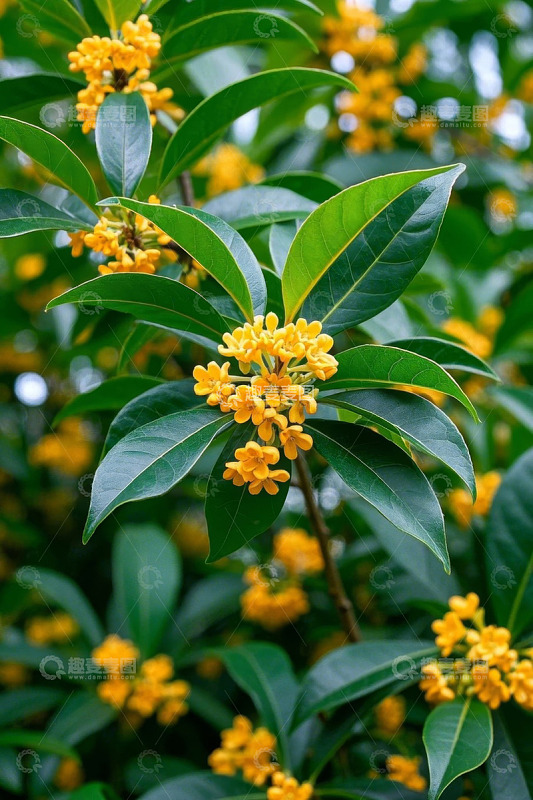 盛开的金桂花朵与绿叶