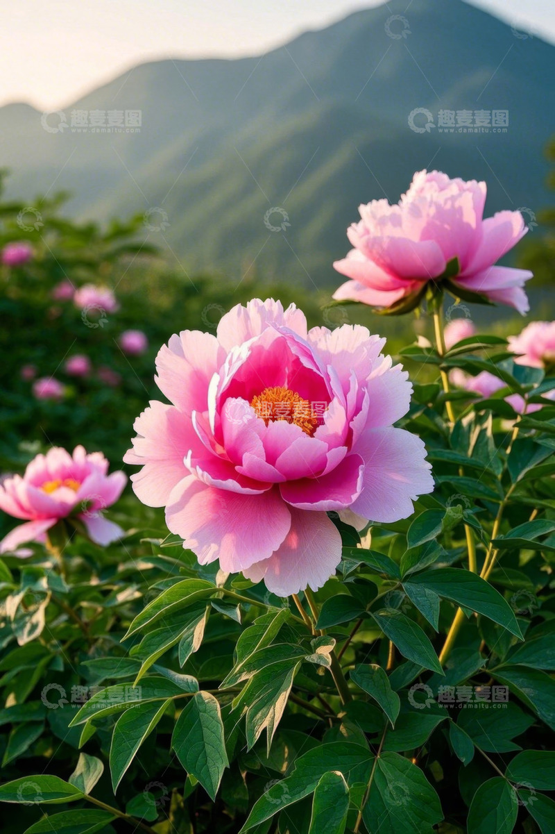 高清大图下载【趣麦麦图】山间盛开的粉色牡丹花