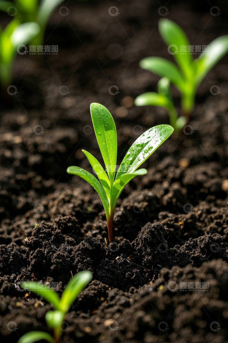 高清大图下载【趣麦麦图】土壤中生长的嫩绿植物