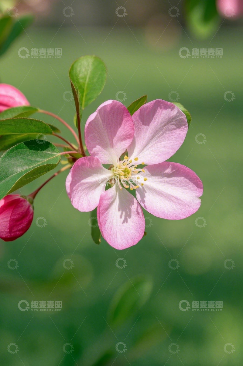 高清大图下载【趣麦麦图】粉色绽放的单朵花卉