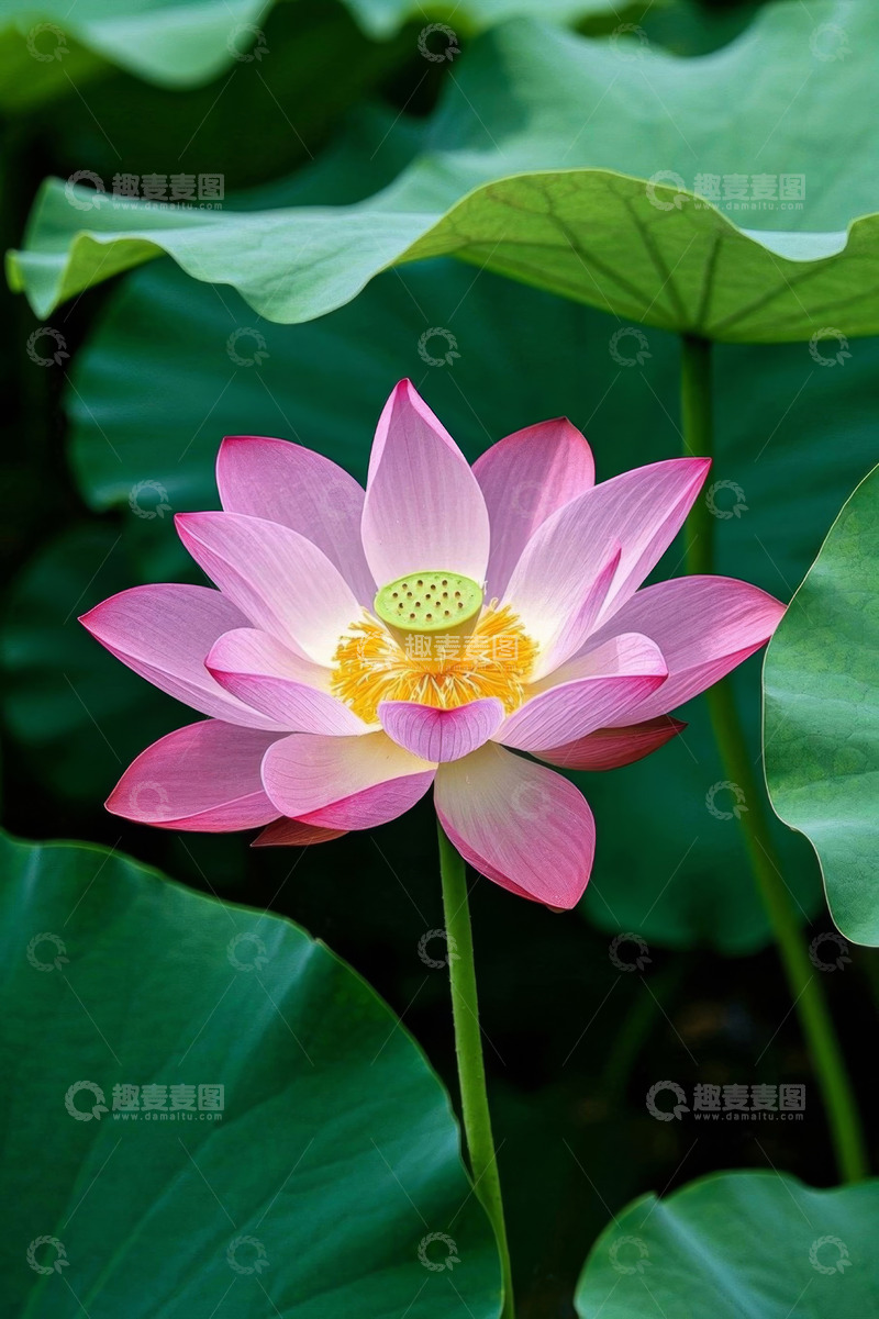 高清大图下载【趣麦麦图】盛开的粉色荷花与荷叶