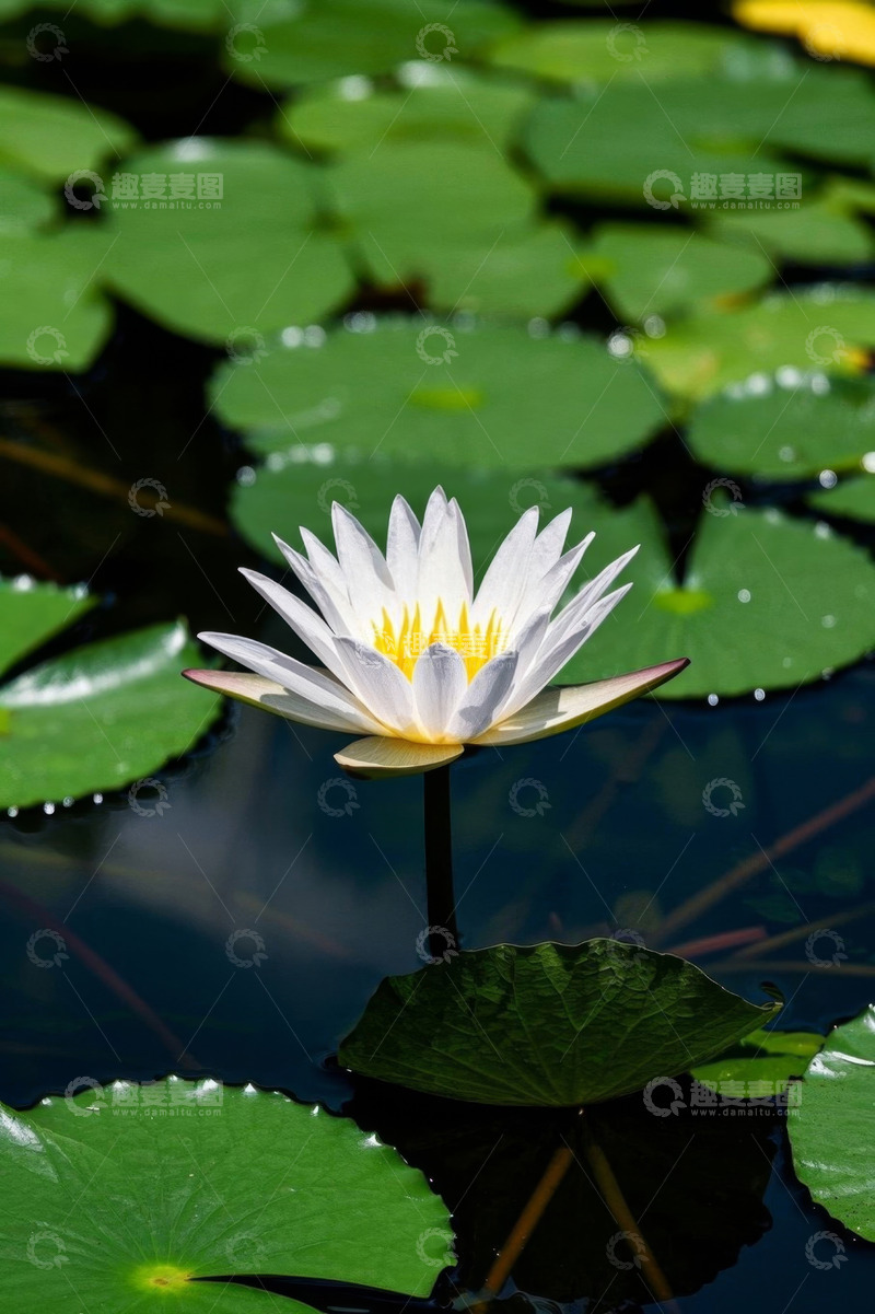 高清大图下载【趣麦麦图】水中绽放的白色睡莲