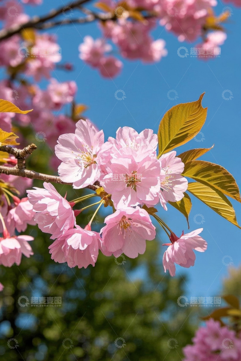 高清大图下载【趣麦麦图】盛开的粉色樱花特写
