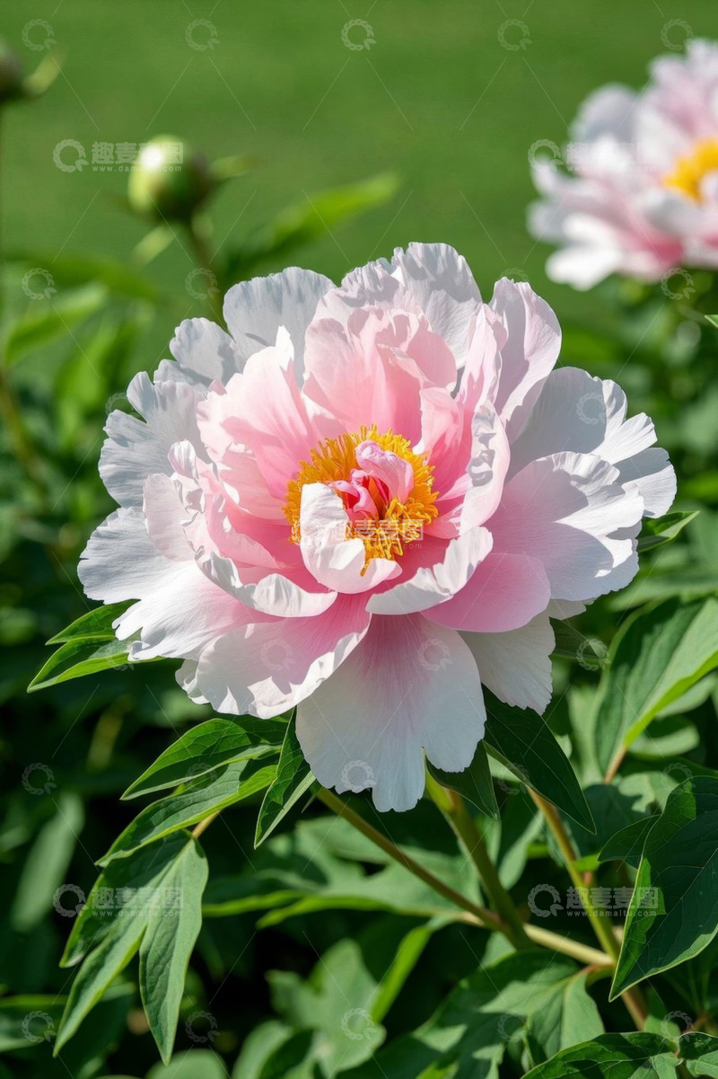 高清大图下载【趣麦麦图】盛开的粉色牡丹花特写