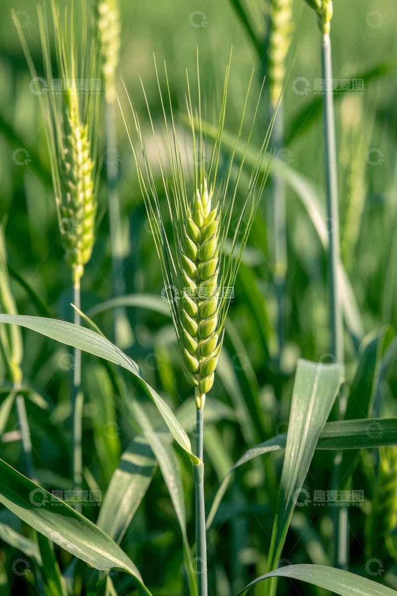 高清大图下载【趣麦麦图】特写小麦植株与麦穗