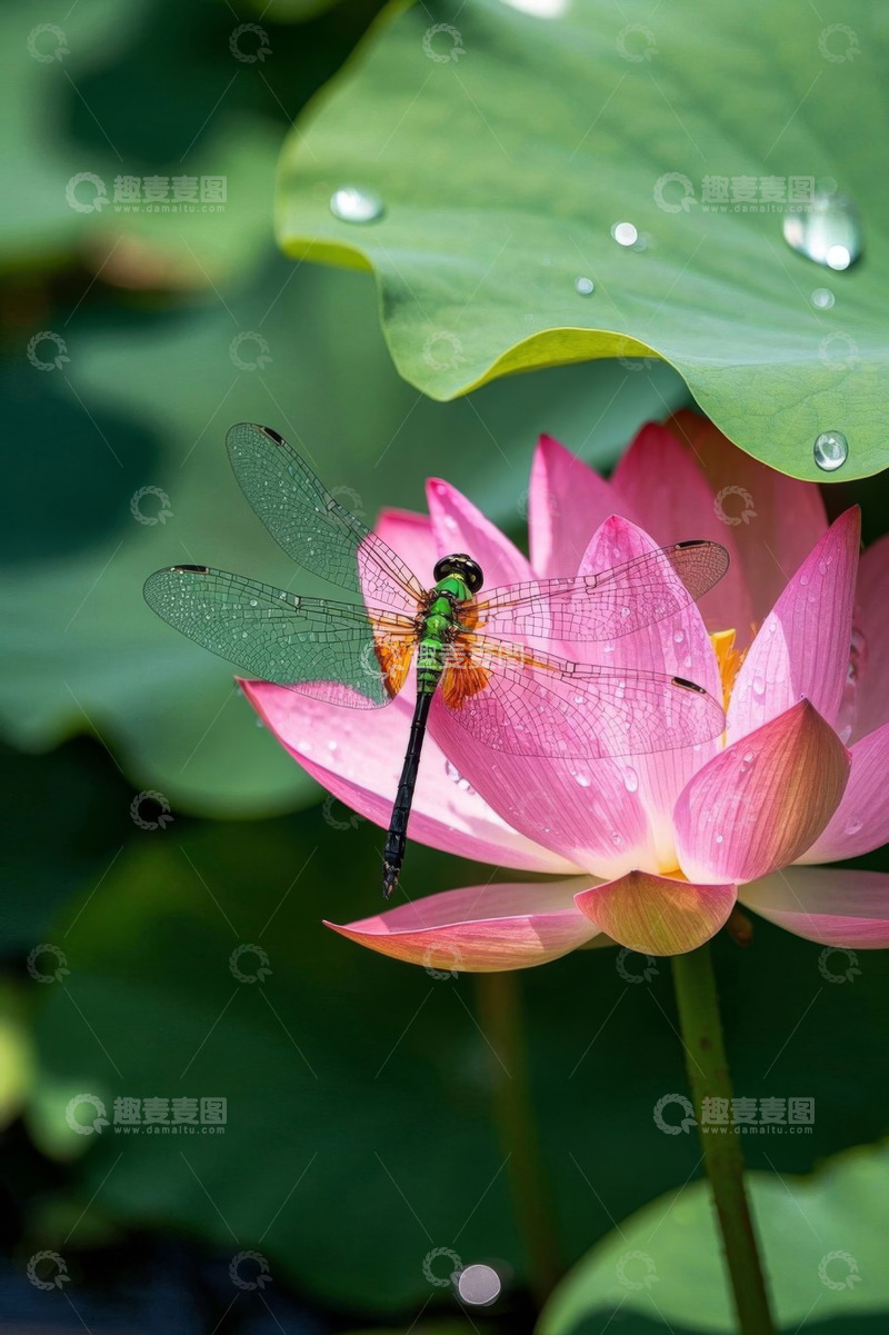 高清大图下载【趣麦麦图】蜻蜓停留在盛开的荷花上