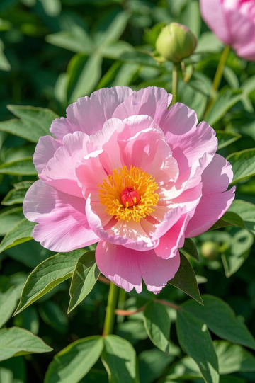 盛开的粉色牡丹花特写