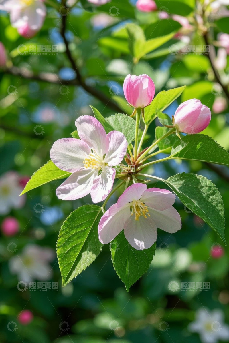 高清大图下载【趣麦麦图】绽放的粉色花朵与绿叶