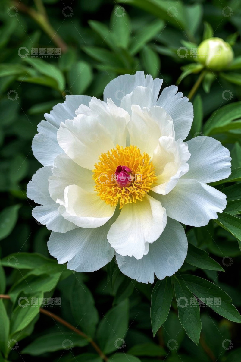 高清大图下载【趣麦麦图】盛开的白色牡丹花特写