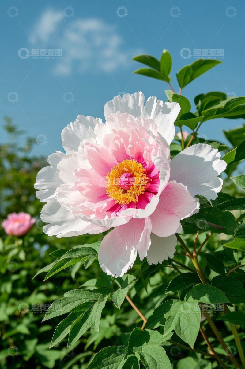 高清大图下载【趣麦麦图】盛开的粉色牡丹花特写