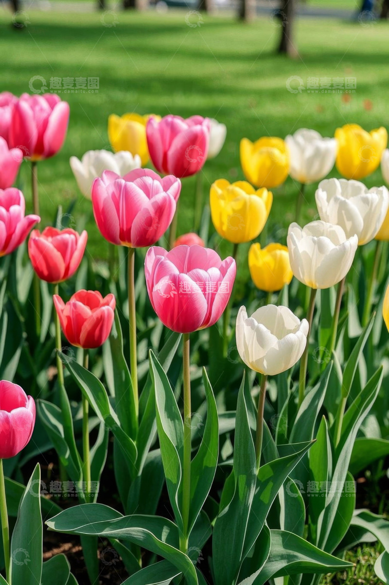 高清大图下载【趣麦麦图】多彩郁金香花丛景观