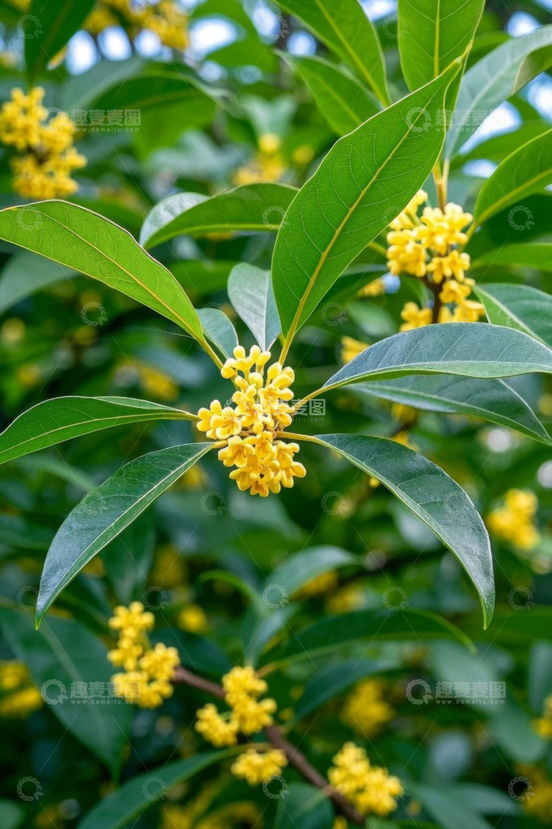 高清大图下载【趣麦麦图】盛开的桂花与绿叶特写