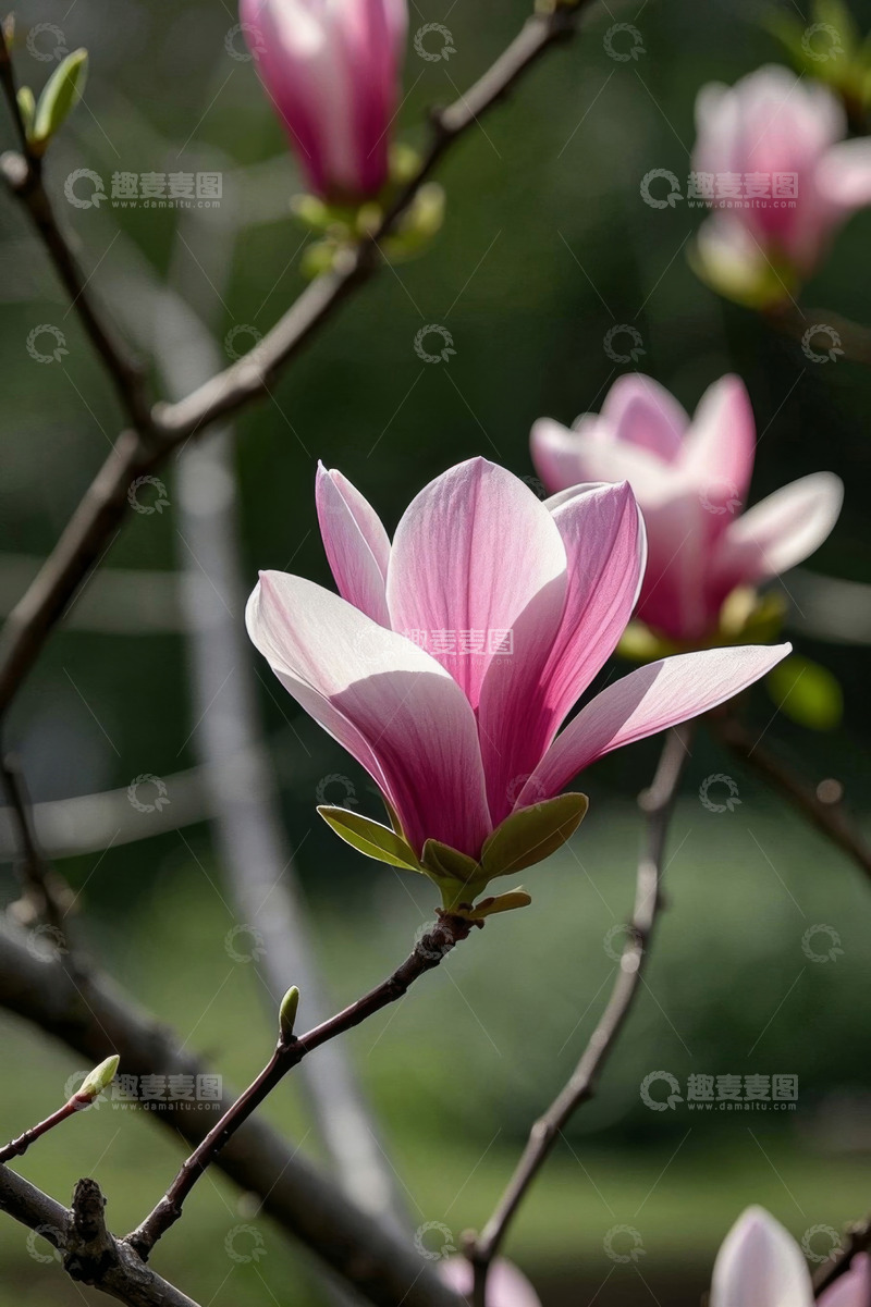 高清大图下载【趣麦麦图】盛开的粉色玉兰花特写