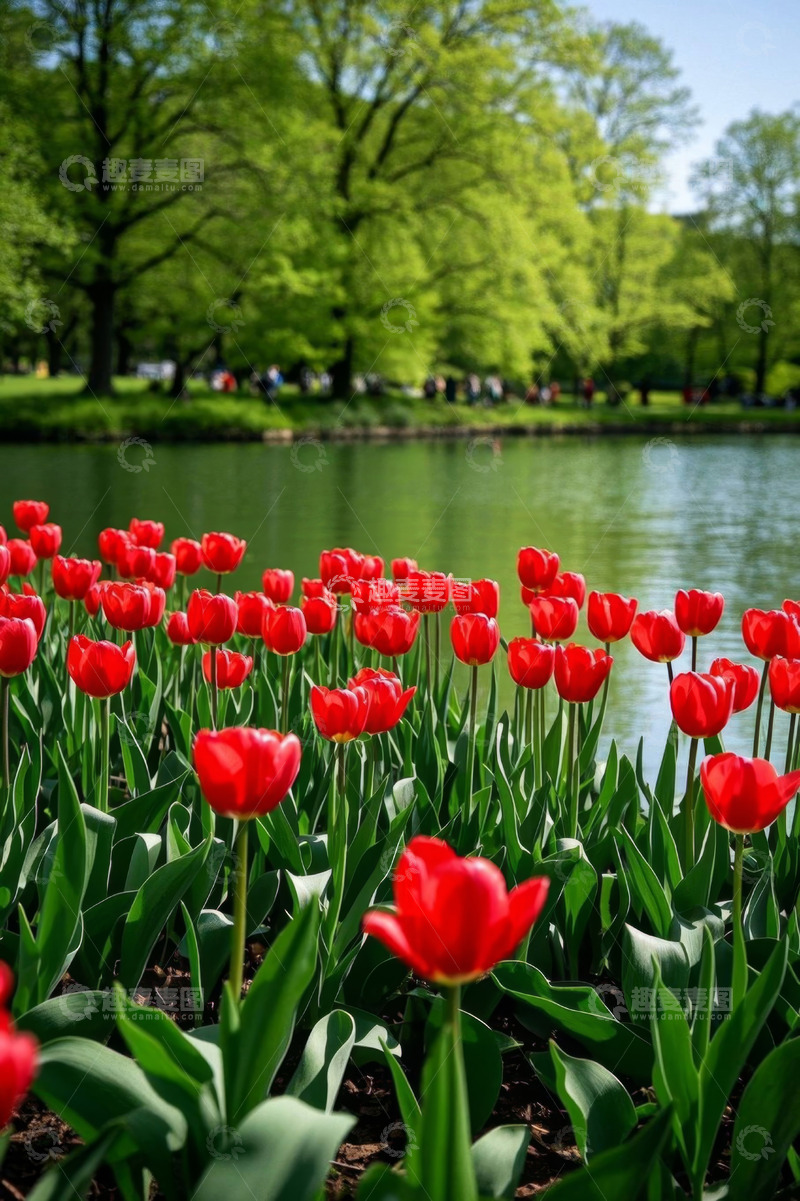 高清大图下载【趣麦麦图】湖畔盛开的红色郁金香