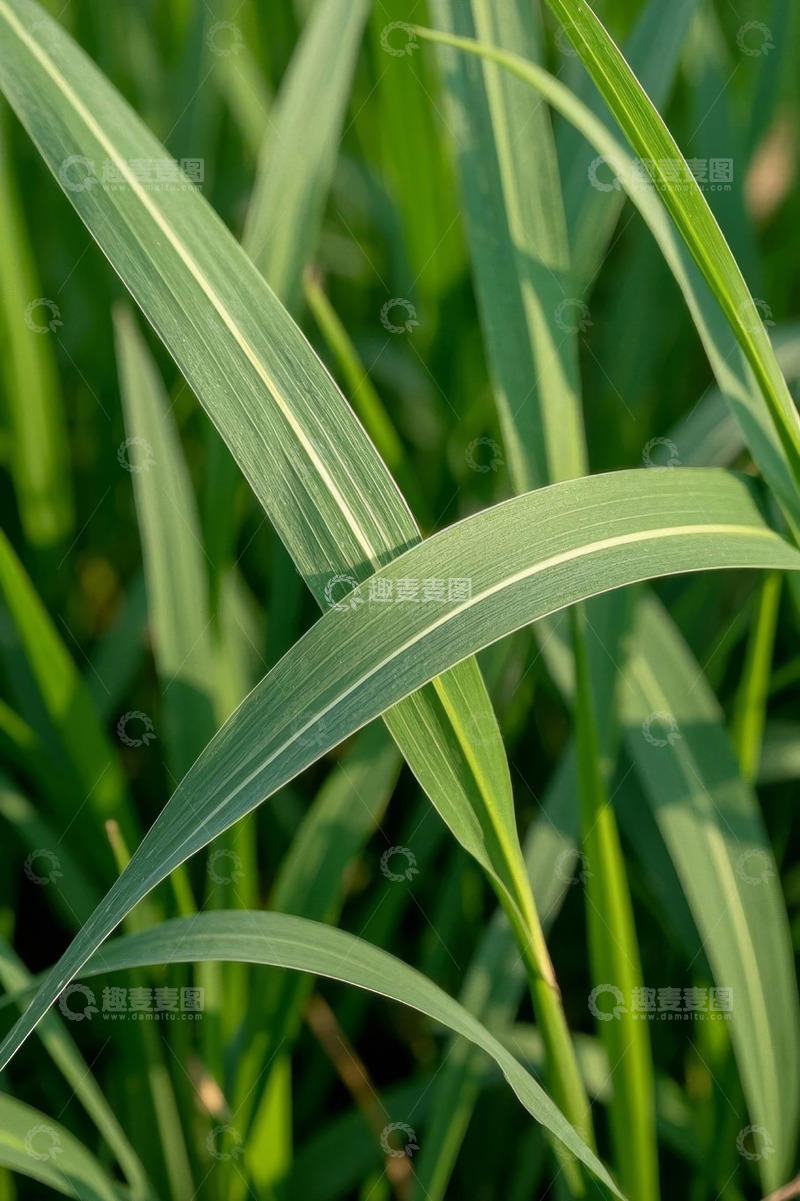 高清大图下载【趣麦麦图】特写绿色植物叶片