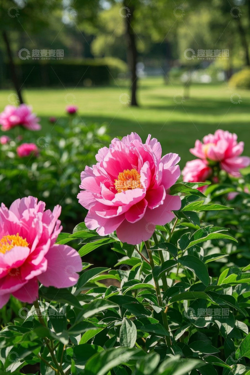 高清大图下载【趣麦麦图】公园中绽放的粉色牡丹花