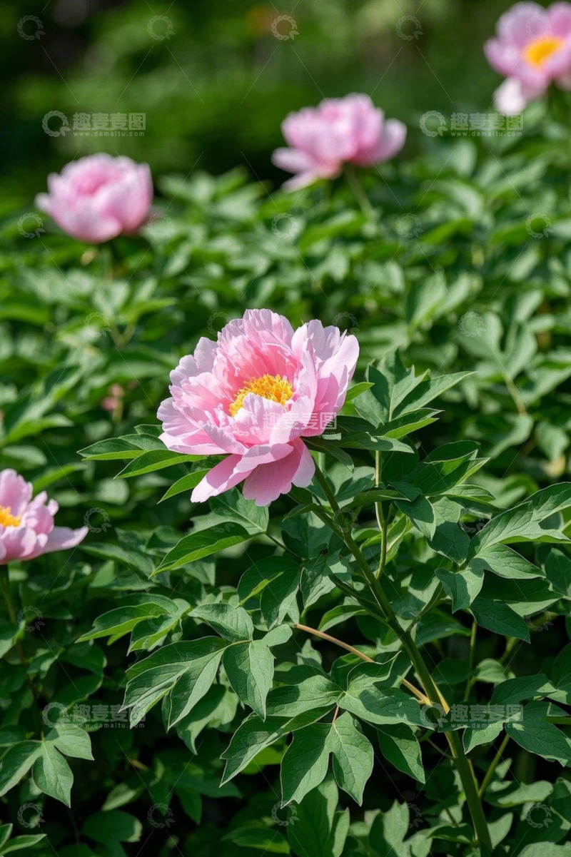 高清大图下载【趣麦麦图】粉色牡丹花特写