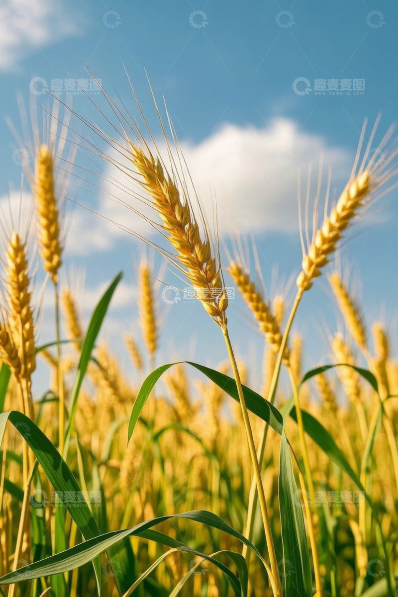 高清大图下载【趣麦麦图】成熟麦田中的金黄麦穗