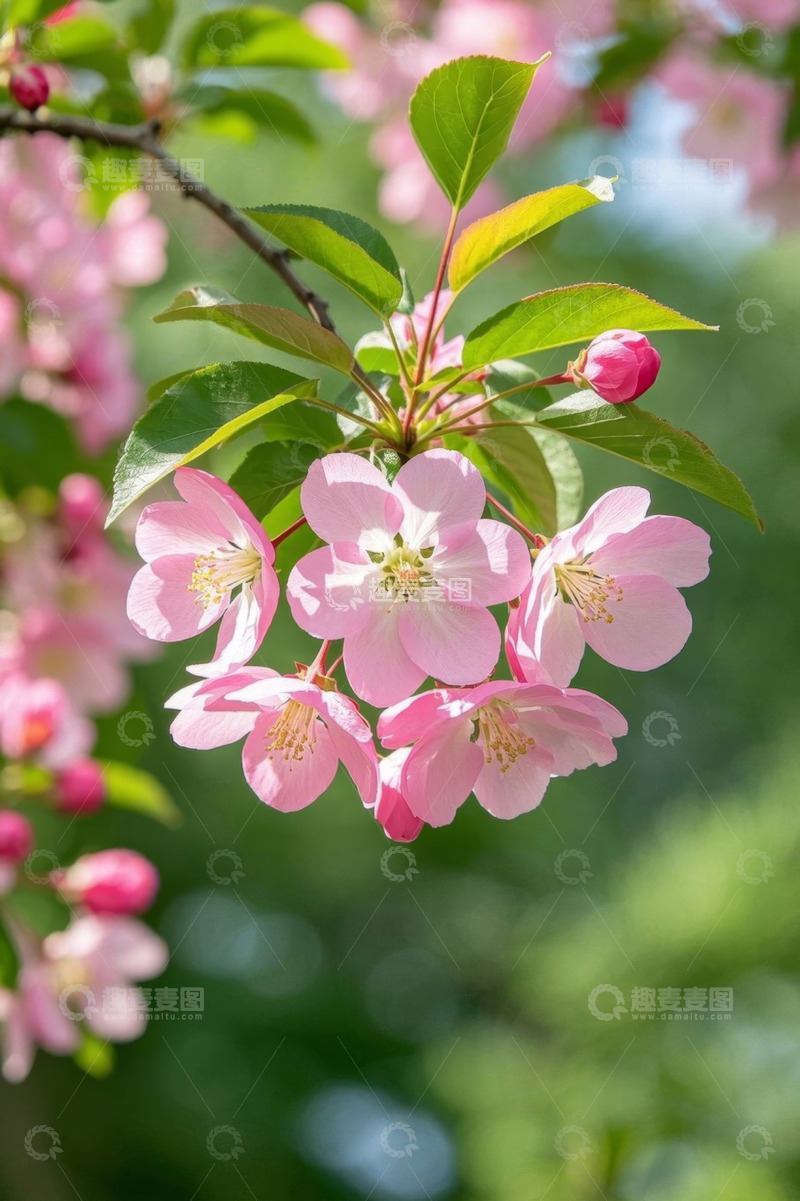 高清大图下载【趣麦麦图】盛开的粉色花朵特写