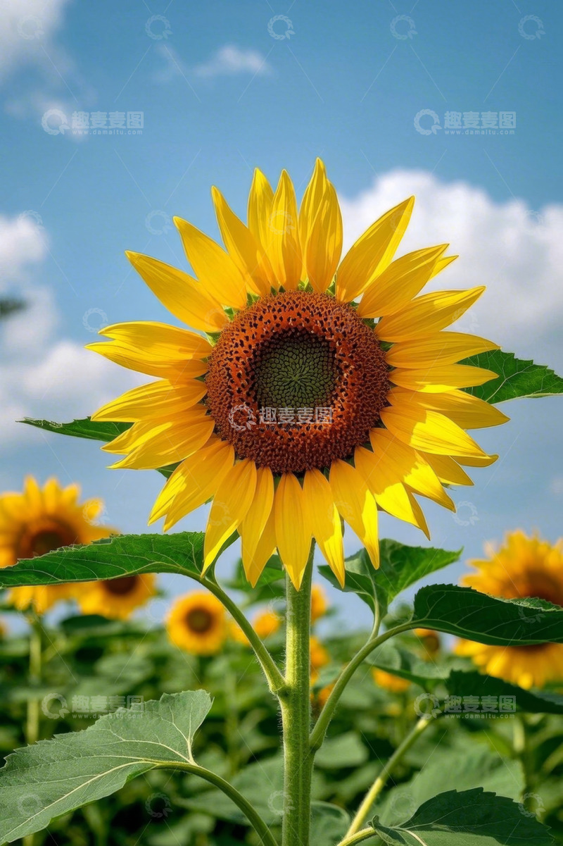 高清大图下载【趣麦麦图】阳光下盛开的向日葵