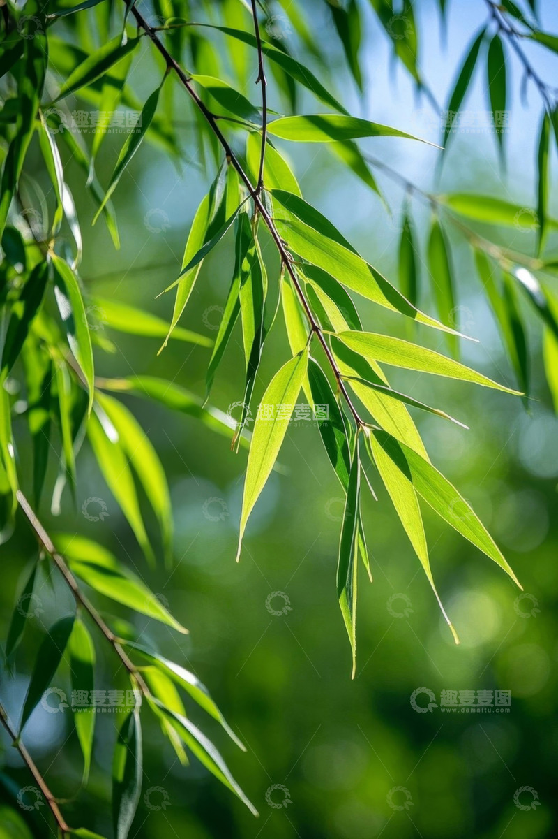 高清大图下载【趣麦麦图】阳光下的翠绿竹叶特写