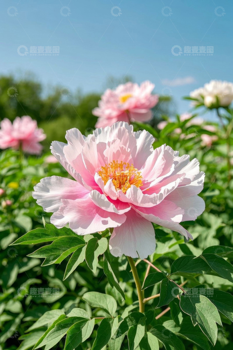 高清大图下载【趣麦麦图】盛开的粉色牡丹花