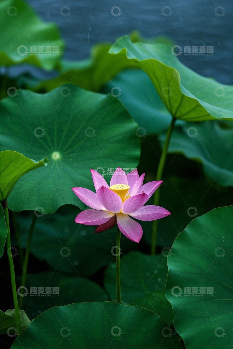 高清大图下载【趣麦麦图】盛开的荷花与荷叶