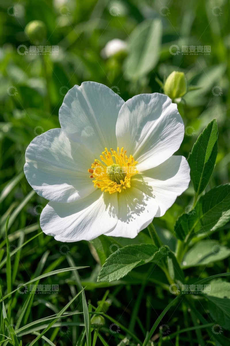 高清大图下载【趣麦麦图】白色花朵特写
