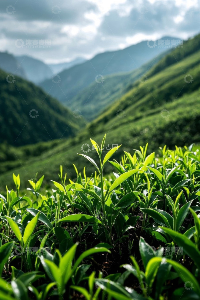 高清大图下载【趣麦麦图】山间茶园绿植风景