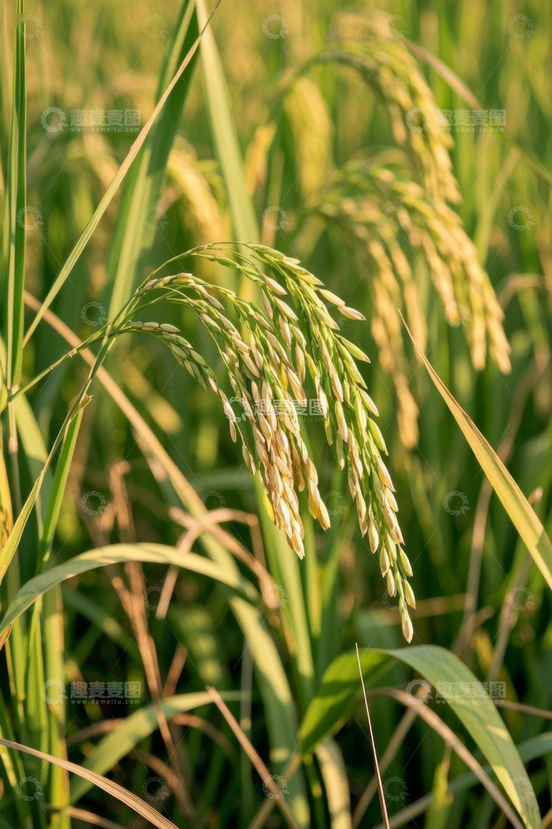 高清大图下载【趣麦麦图】成熟饱满的稻田稻穗特写