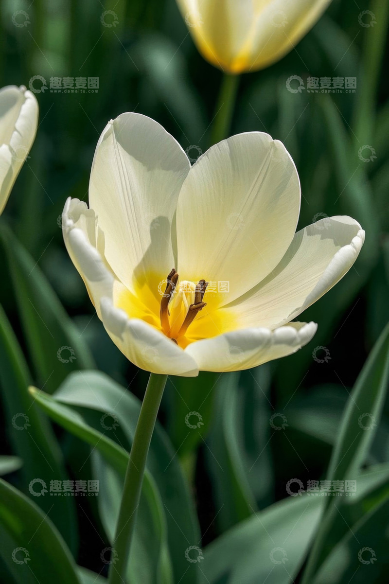 高清大图下载【趣麦麦图】白色郁金香花卉特写