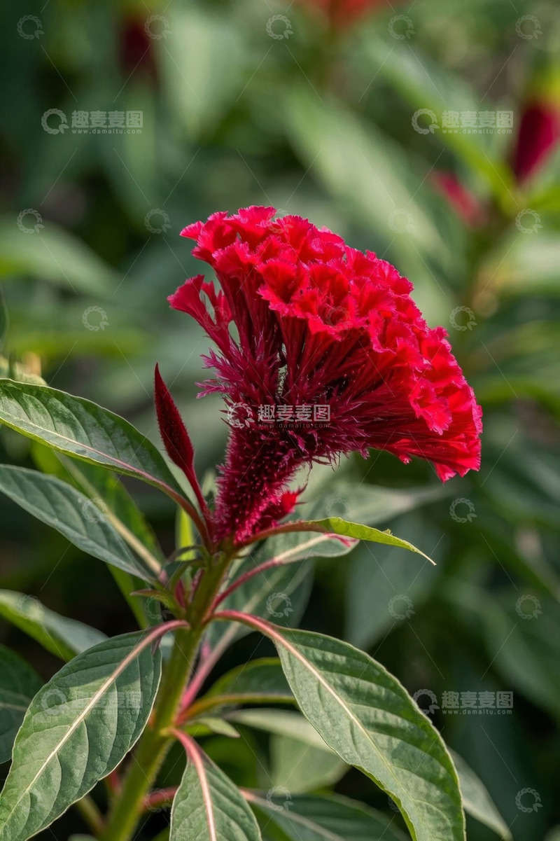 高清大图下载【趣麦麦图】红色鸡冠花特写