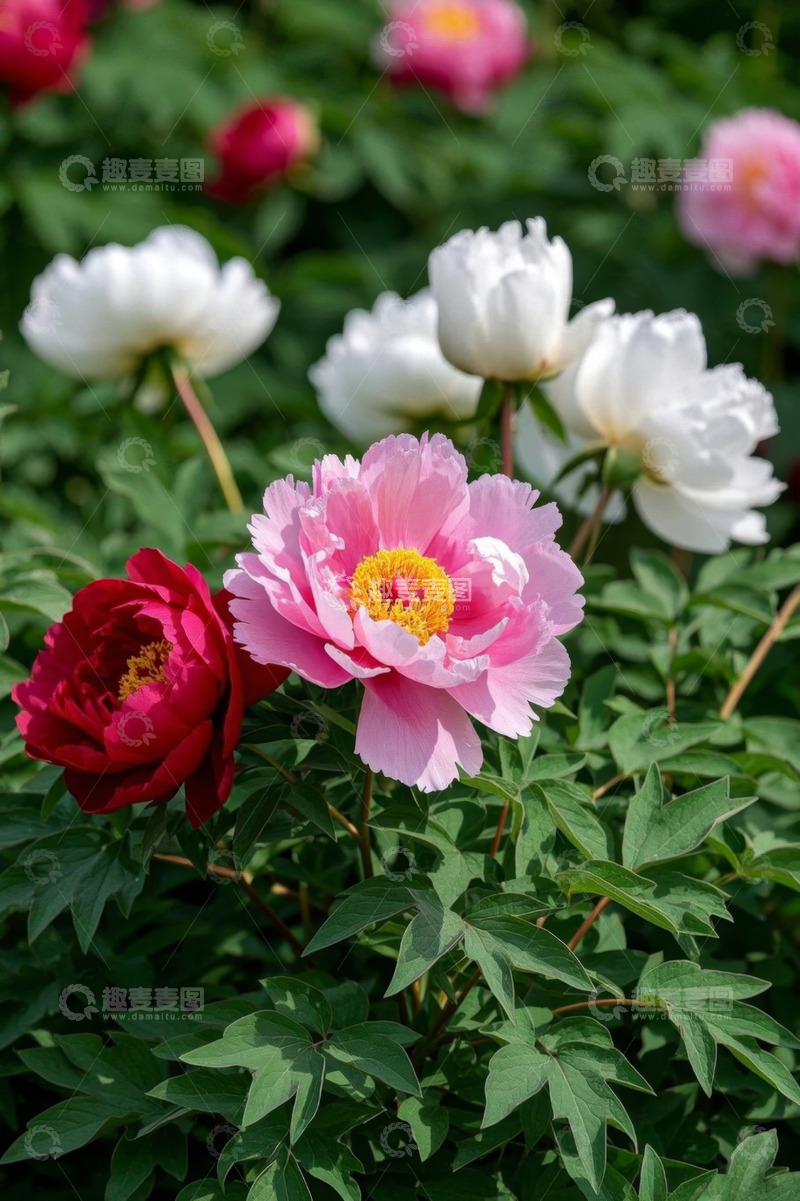 高清大图下载【趣麦麦图】盛开的多彩牡丹花