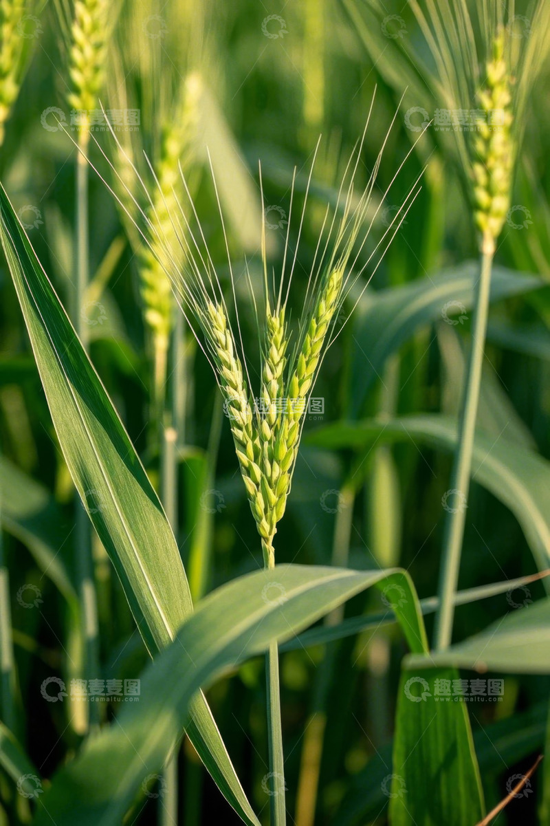高清大图下载【趣麦麦图】特写绿色小麦植株