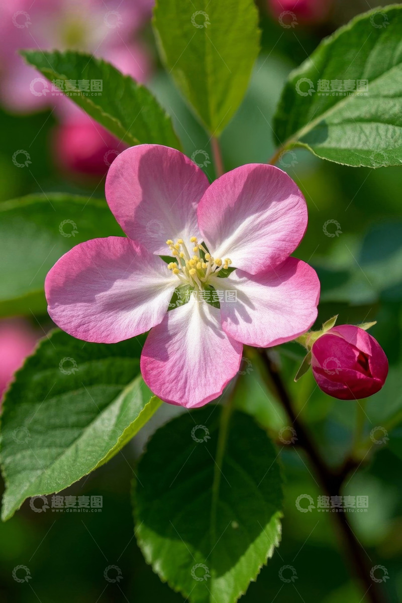 高清大图下载【趣麦麦图】特写粉色绽放的花朵