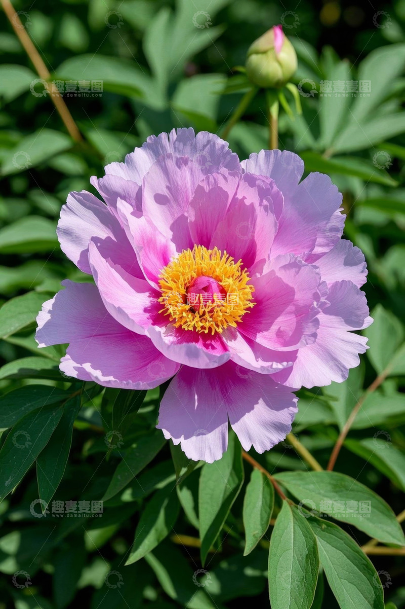 高清大图下载【趣麦麦图】盛开的粉色牡丹花特写