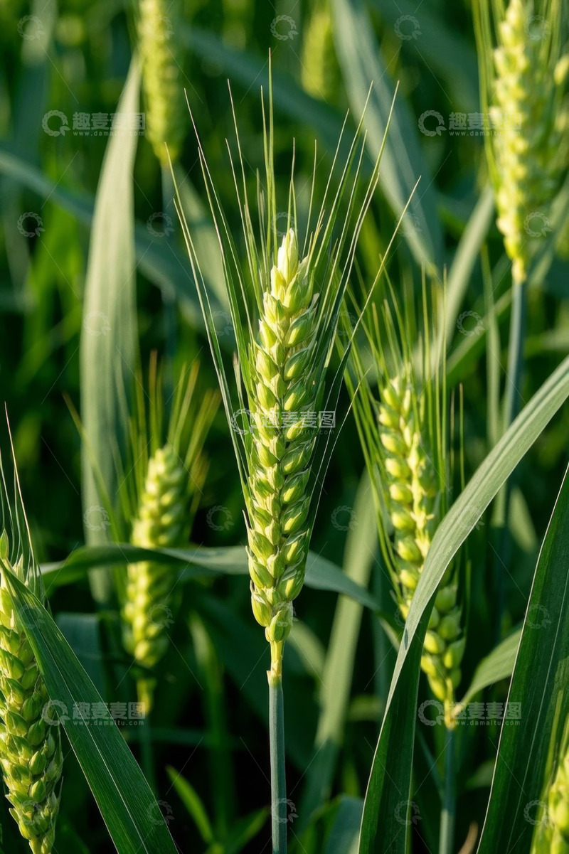 高清大图下载【趣麦麦图】生长中的小麦植株特写